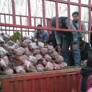 起苗現(xiàn)場(chǎng)