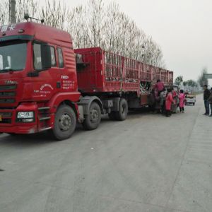 起苗現(xiàn)場(chǎng)