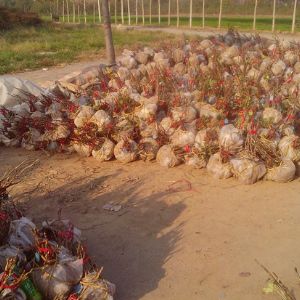 起苗現(xiàn)場(chǎng)