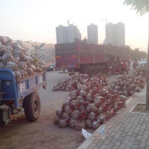 起苗現(xiàn)場(chǎng)