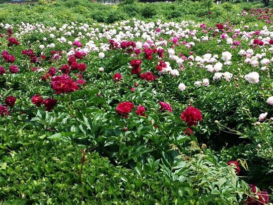 芍藥基地首2.jpg