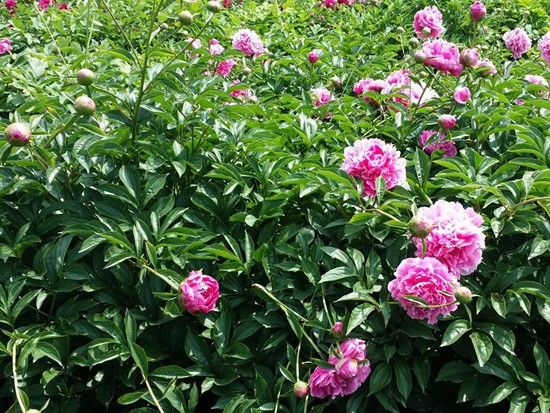 芍藥基地55.jpg